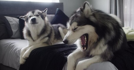 Relax, yawning or dogs on bed in home for holiday fun or costume with domestic animals or care. Lazy, calm husky lying down or exhausted pets companion resting in comfortable apartment with fatigued