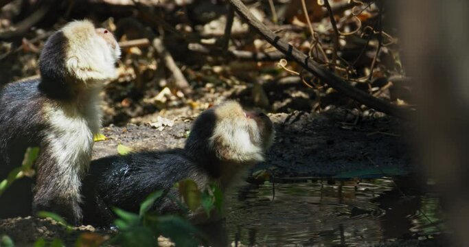 Capuchin monkeys