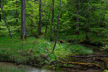 Fototapeta na wymiar Fallen trees in a spontaneous mountain river in the Alps