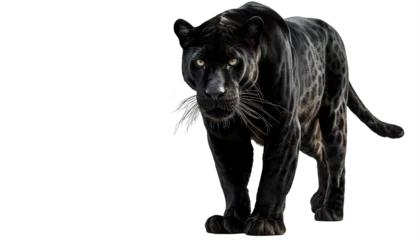 Foto auf Acrylglas Standing black panther isolated on a white background as transparent PNG © Flowal93