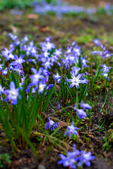 Bouquets of blue scillas in a clearing in early spring