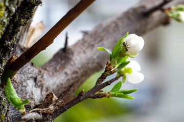 A small ant on an unopened white wild cherry plum flower