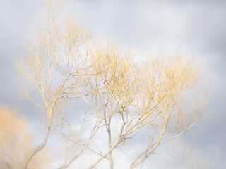 Soft misty image of autumn trees against a cloudy sky