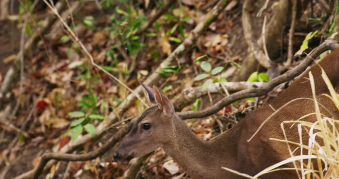 White-tailed deer