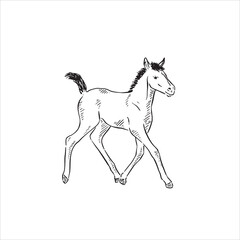 Obraz na płótnie Canvas A line drawn black and white illustration of a young foal. Drawn by hand and digitally vectorised. 