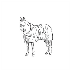 A line drawn horse wearing a horse blanket. Drawn by hand and vectorised in black and white.