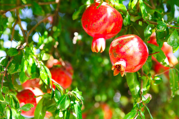 Branches of pomegranate tree (punica granatum) full of ripe fruits in a sunny day