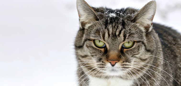 A photograph captures a cat's indifferent stare amidst the snowy landscape, embodying the cold symbols of winter.