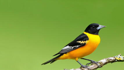 A black and yellow bird, possibly a royal bird or yellow creeper, is seen perched on a branch.
