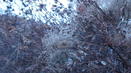 Branches texture covered by hoarfrost on a frosty winter day