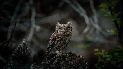 Fotobehang great horned owl © Orhan