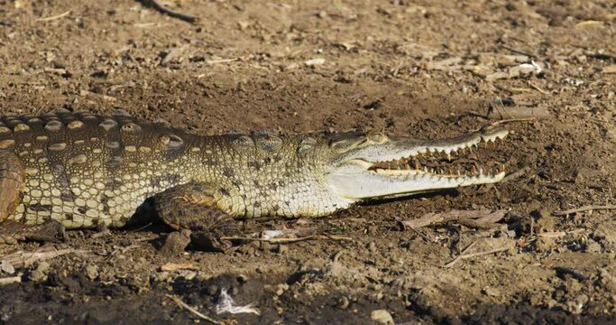 Crocodile
