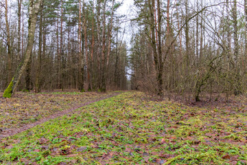 Close up shot of the trees in the forest. Nature