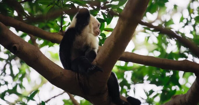 Capuchin monkey