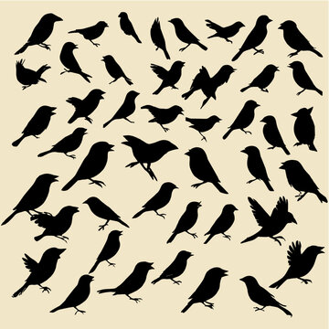 Seamless pattern with sparrows, vector