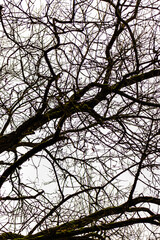 Close up shot of the trees in the forest. Nature