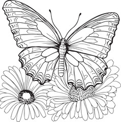 Chrysanthemum butterfly coloring page