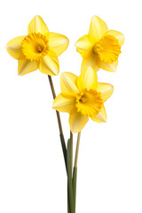 daffodils isolated on a white background PNG