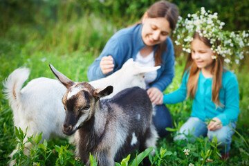 Obraz premium Happy mother and her daughter with baby goats
