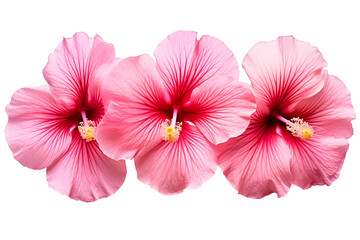 Top side closeup macro view of A collection of two, or three Hibiscus flowers isolated on a white background PNG