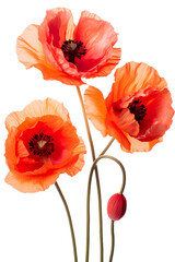 Top side closeup macro view of A collection of two, three Poppy flowers isolated on white background PNG
