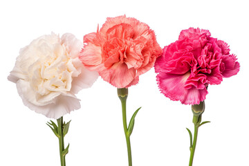 Top side closeup macro view of A collection two, three Carnation flowers isolated on white background 
