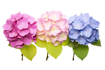 Top side closeup macro view of A collection two, three Hydrangea flowers isolated on white background PNG