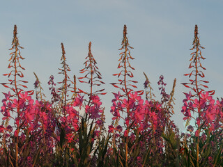Pink fireweed flowers against blue sky