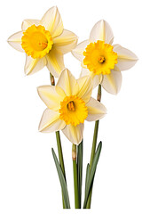 daffodils isolated on a white background PNG