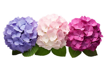 Fototapeta premium Top side closeup macro view of A collection two, three Hydrangea flowers isolated on white background PNG
