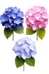 Top side closeup macro view of A collection two, three Hydrangea flowers isolated on white background PNG