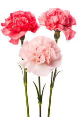 Top side closeup macro view of A collection two, three Carnation flowers isolated on white background 