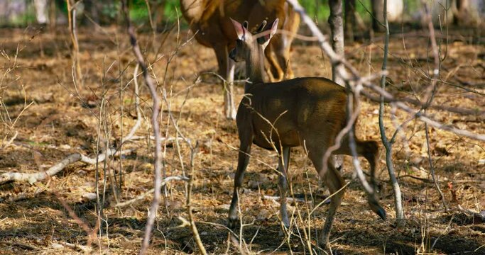 White-tailed deer
