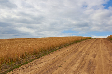 Fototapeta na wymiar a wheat field on a hill,a dirt road climbs a mountain with a wheat field