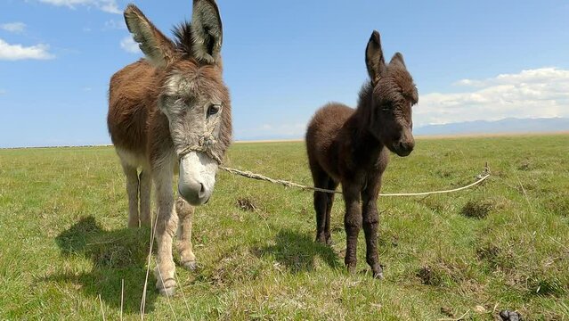 Mother donkey with her baby foal. Cute mom and her child animal characters. Central Asia, Kyrgyzstan, Issyk Kul region.