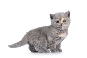 Cute 6 weeks old British Shorthair cat kitten, standing side ways. Looking straight to camera. Isolated on white.