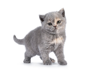 Cute 6 weeks old British Shorthair cat kitten, standing diagonal. Looking straight to camera....