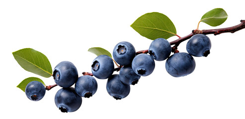 Branch of delicious ripe blueberries, cut out - Powered by Adobe