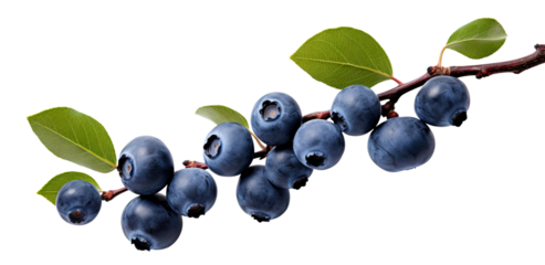 Branch of delicious ripe blueberries, cut out