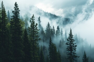 Mountains landscape and fog covered forest of pine