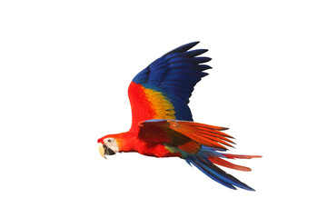 Colorful flying parrot isolated on transparent background png file