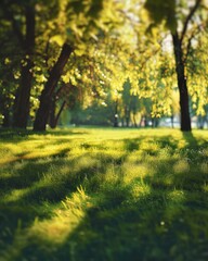 Green grass close up in a summer park
