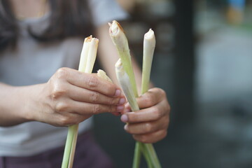 Human hand holding lemongrass for cooking