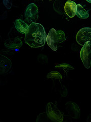 View of jelly fishes in an aquarium at Odysseo, Mauritius