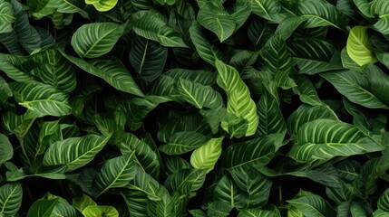  a close up of a green leafy plant with lots of green leaves on it's sides and green leaves on the other side of the plant.