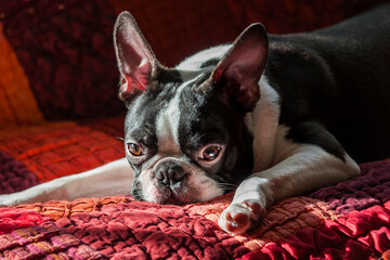 Purebred white and black Boston Terrier puppy dog lying on a sofa. Close-up head portrait of...
