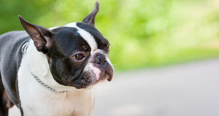 Outdoor head portrait of a black and white dog, young purebred Boston Terrier in a park.Boston...