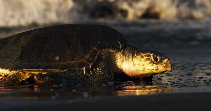 Olive ridley sea turtle