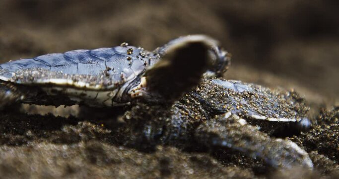 Olive ridley sea turtle