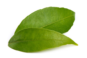 Tangerine Green leaves, isolated on white background.